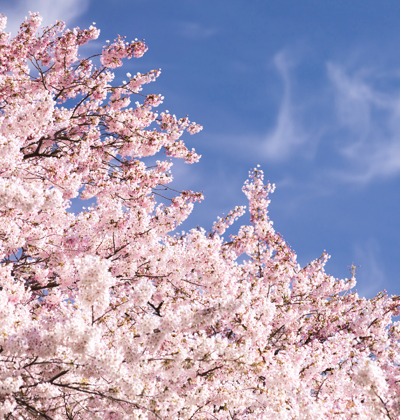 Cherry Blossoms