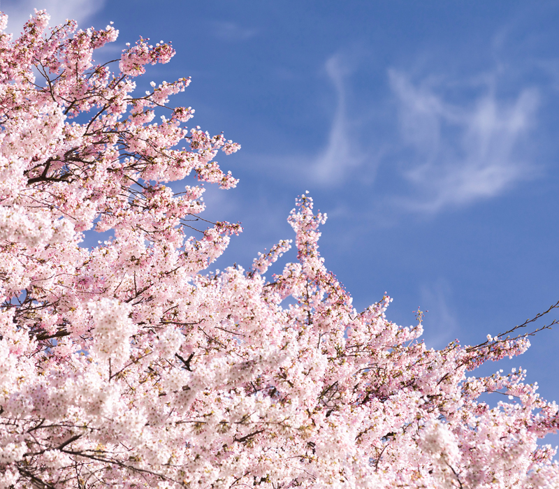 Cherry tress on the UW quad.