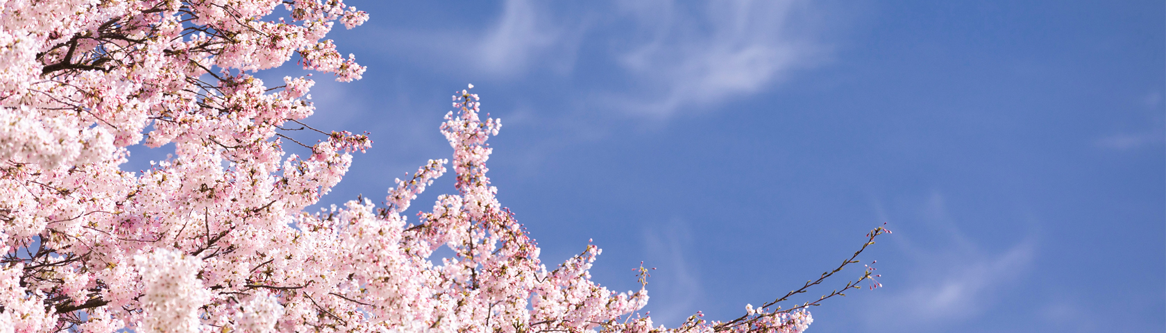 Pink cherry blossoms against a blue sky