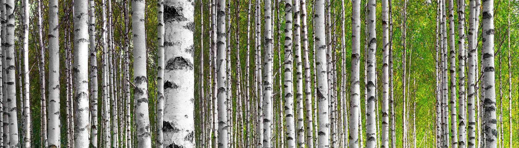 A forest in Scandinavia