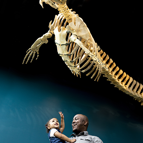 Father and child looking up at prehistoric skeleton overhead at the Burke Museum