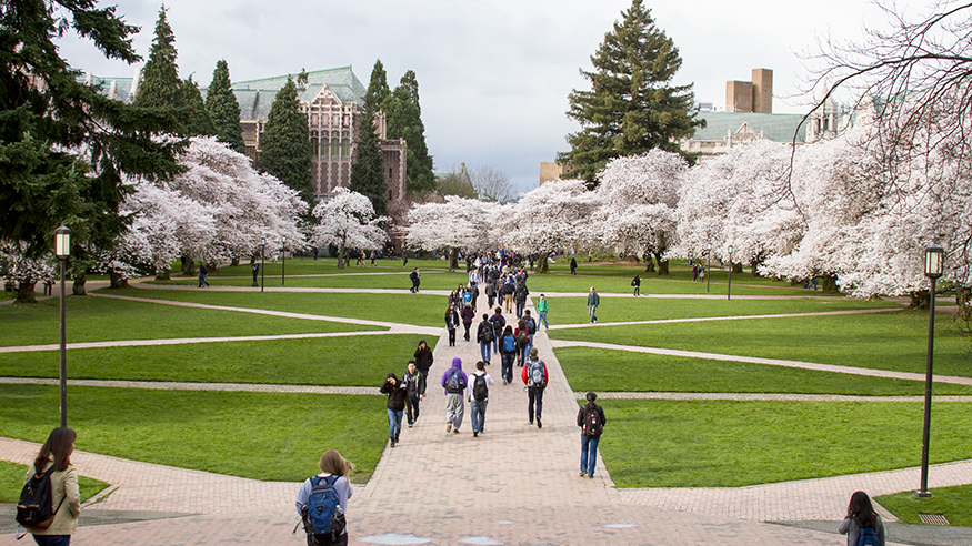 The UW quad with cherry trees in bloom