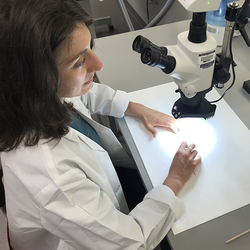 Claire Kenny at microscope, doing conservator work on a print