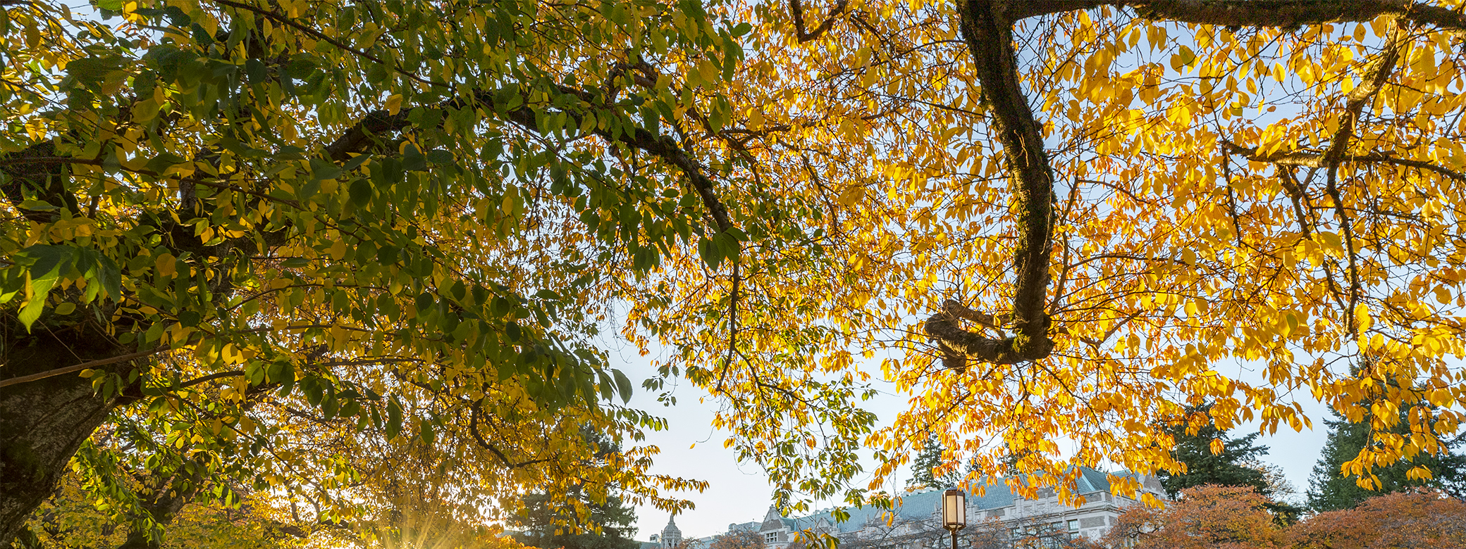 Trees on the UW quad changing color in the fall. 