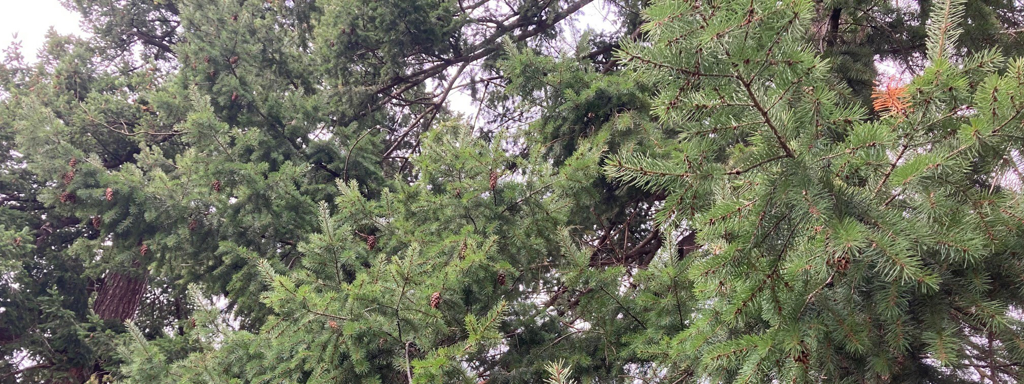 Close up of evergreen tree branches.