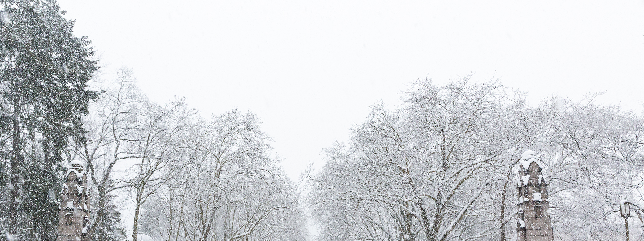 Snowy treetops on campus. 