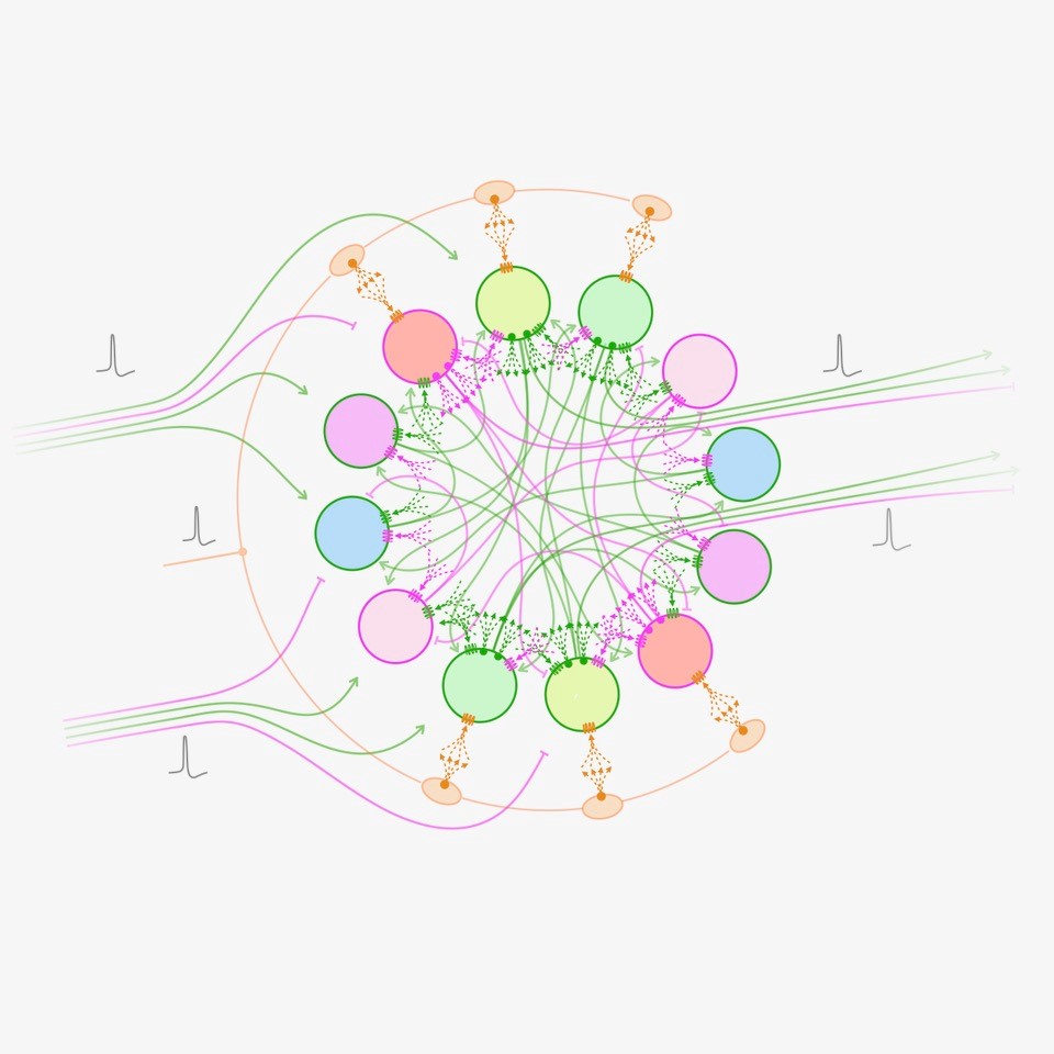 illustration of a multidigraph that combines neural wiring diagrams.