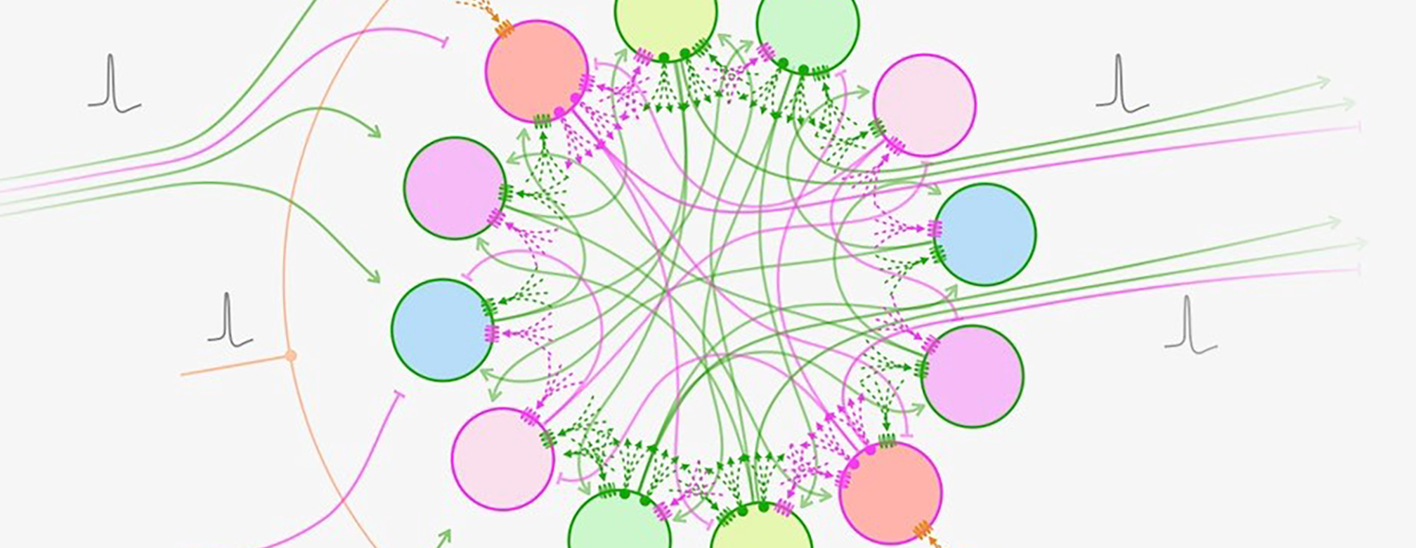 illustration of a multidigraph that combines neural wiring diagrams.