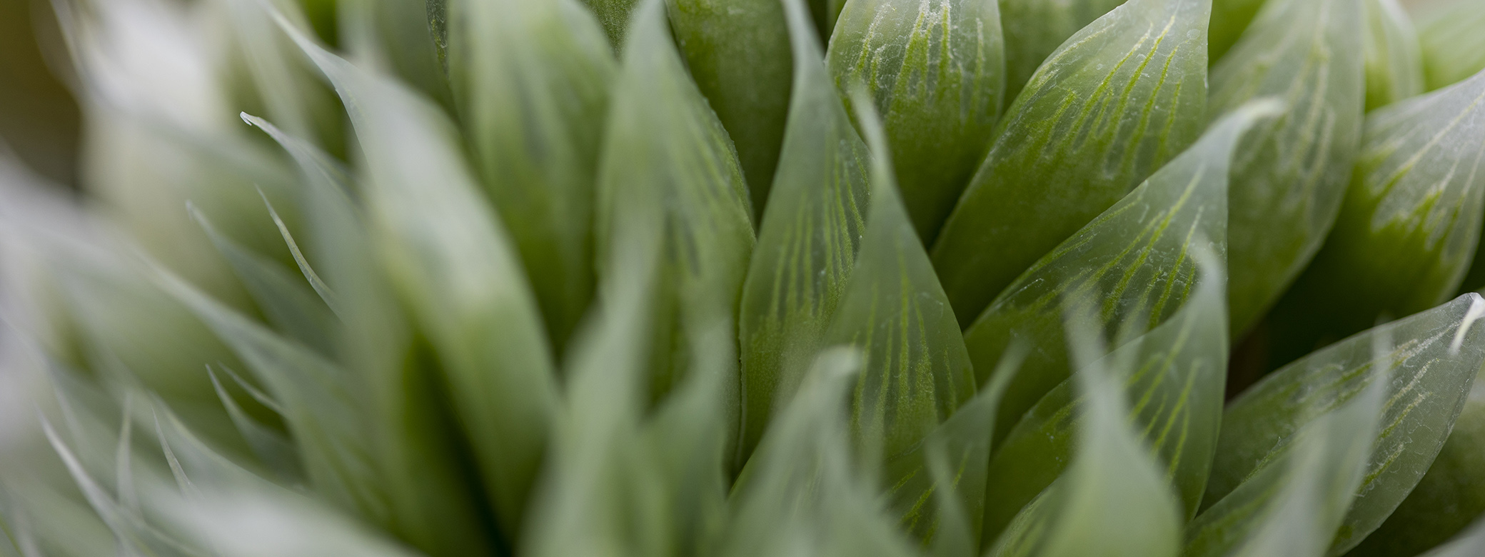 close up of leaves on a plant in UW Greenhouse