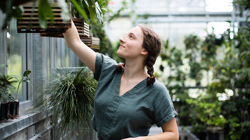 Ava Kloss-Schmidt working in the UW Biology Greenhouse.