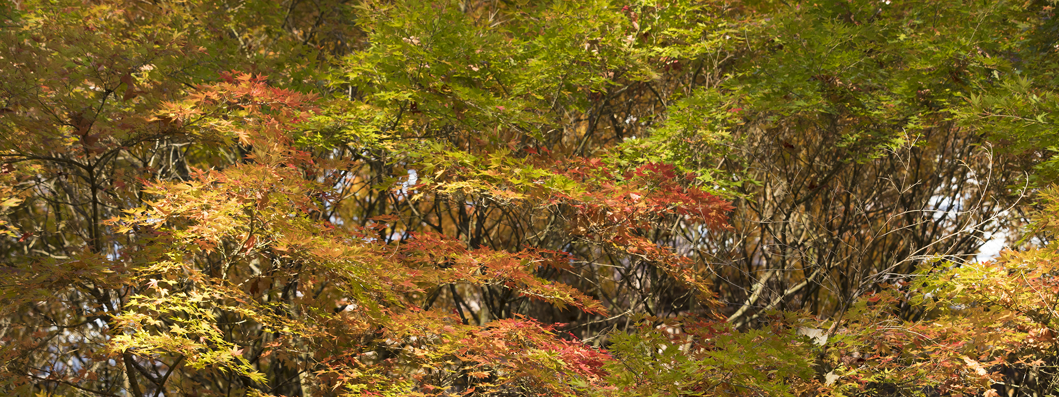 colorful trees in autumn