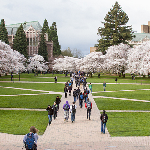 UW quad with cherry trees blooming