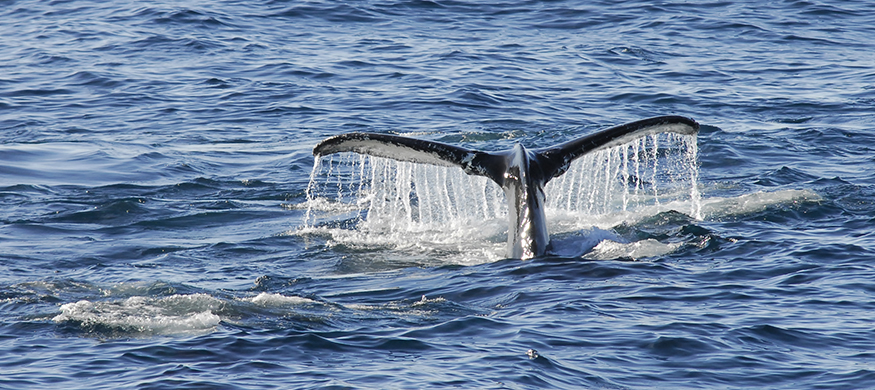 Tail of a whale above the water