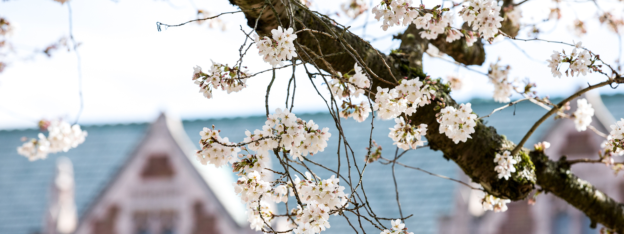 campus with blooming cherry tree