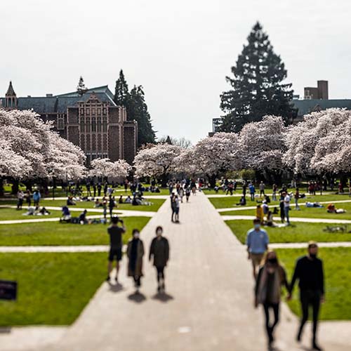 People walking in UW Seattle Quad