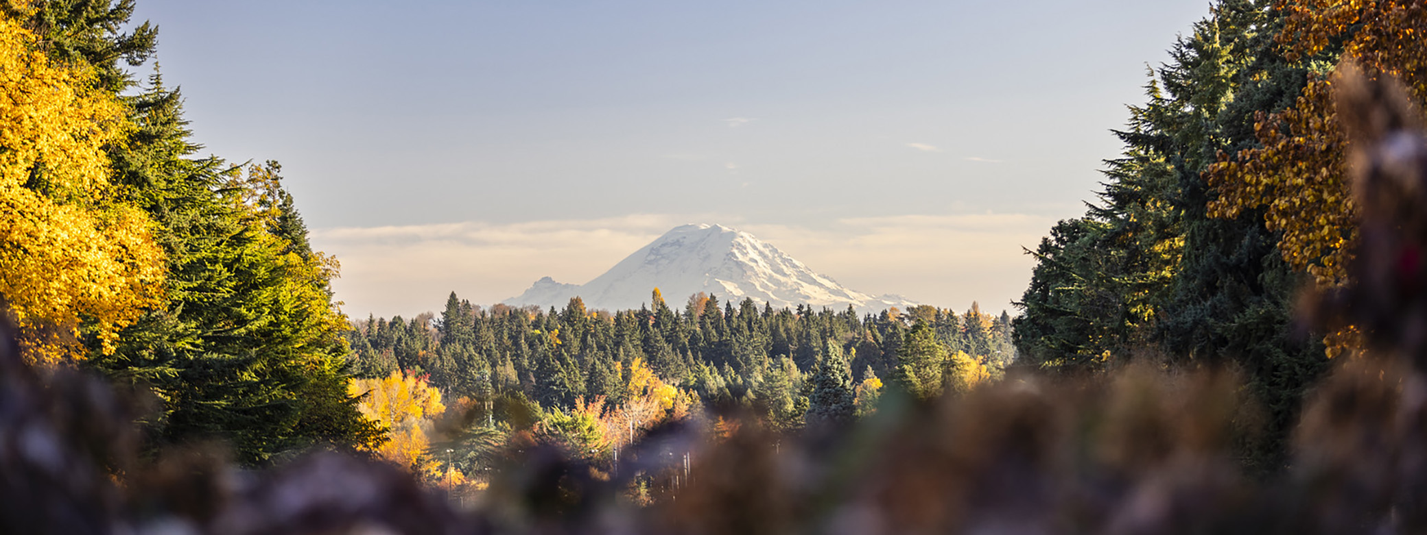 The view over Rainier Vista