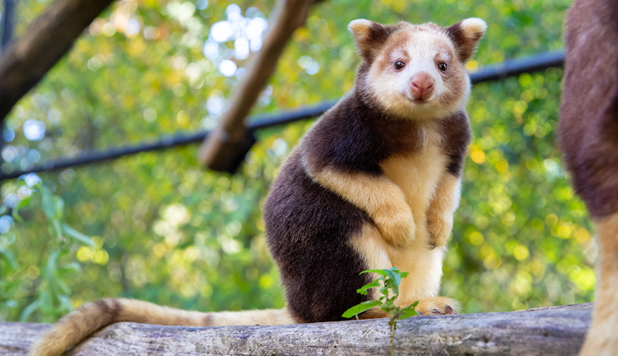 Tree kangaroo on branch at the Woodland Park Zoo