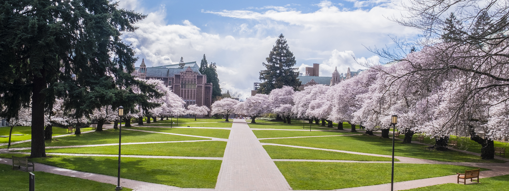 UW quad with cherry trees blooming