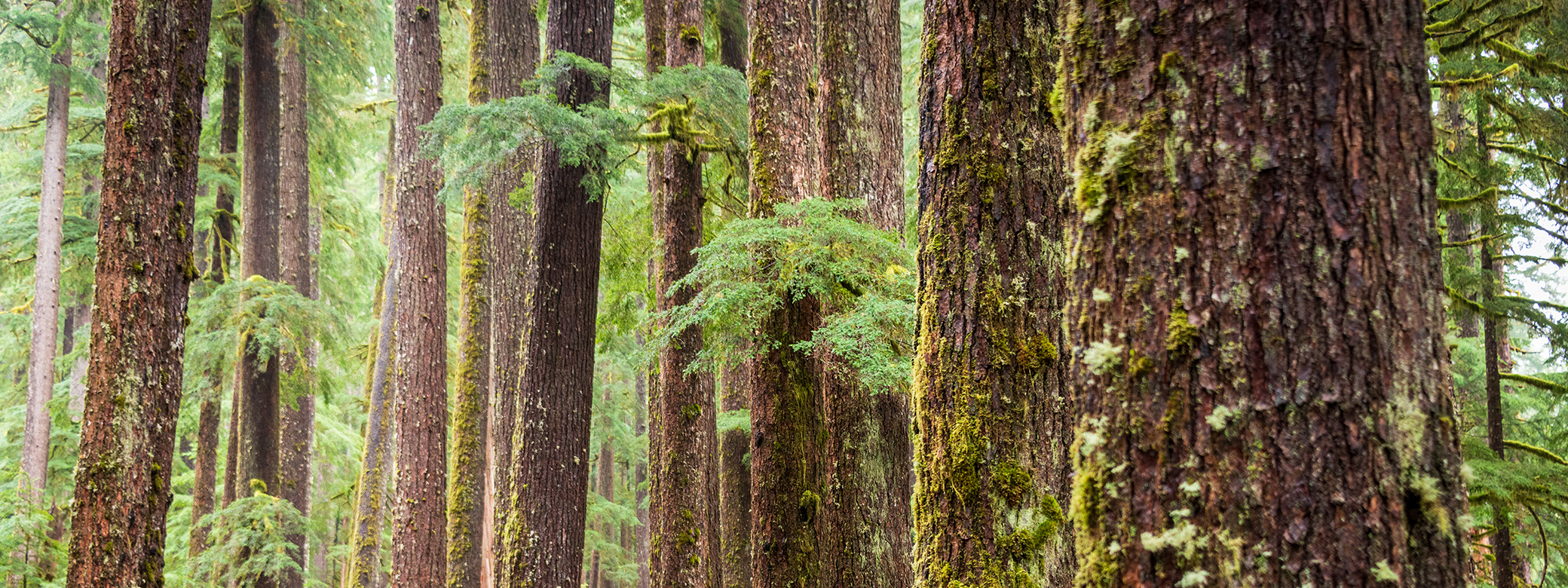 Tree trunks in a dense forest.