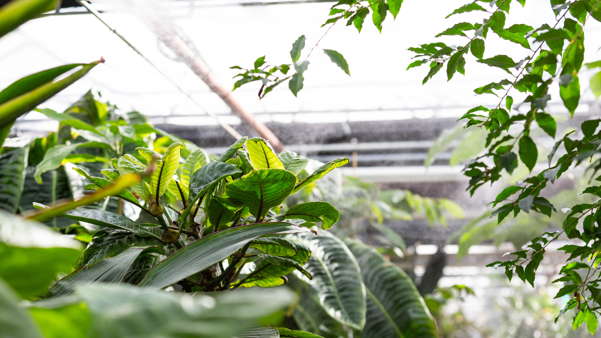 University of Washington Biology Greenhouse