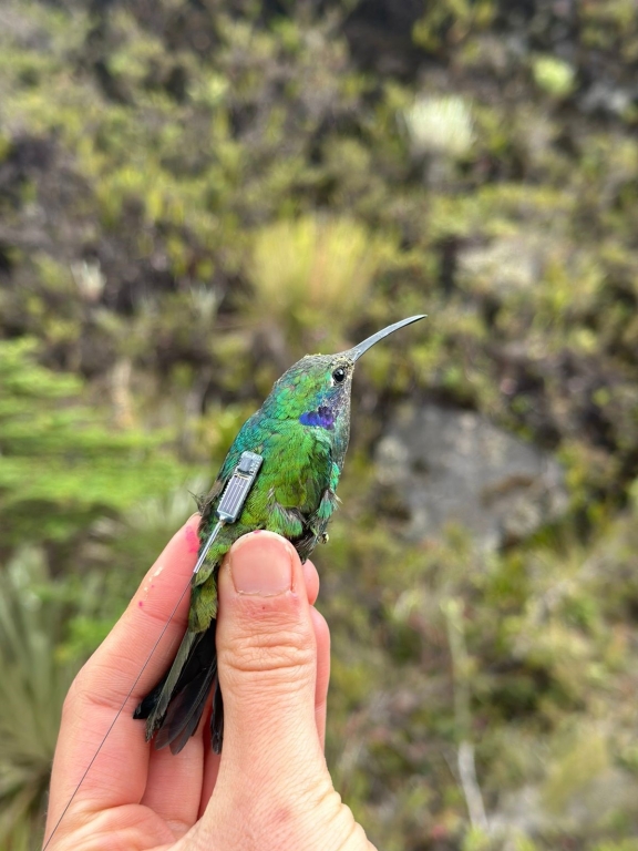 Miniature backpack-like tags offer insight into the movement of hummingbirds