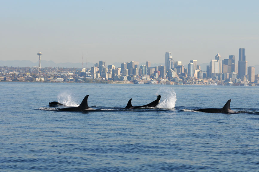 Thanks to humans, Salish Sea waters are too noisy for resident orcas to hunt successfully